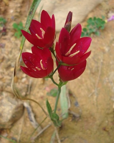 Geissorhiza erosa anthers cream